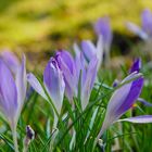 Frühlingsgruß aus meinem Garten