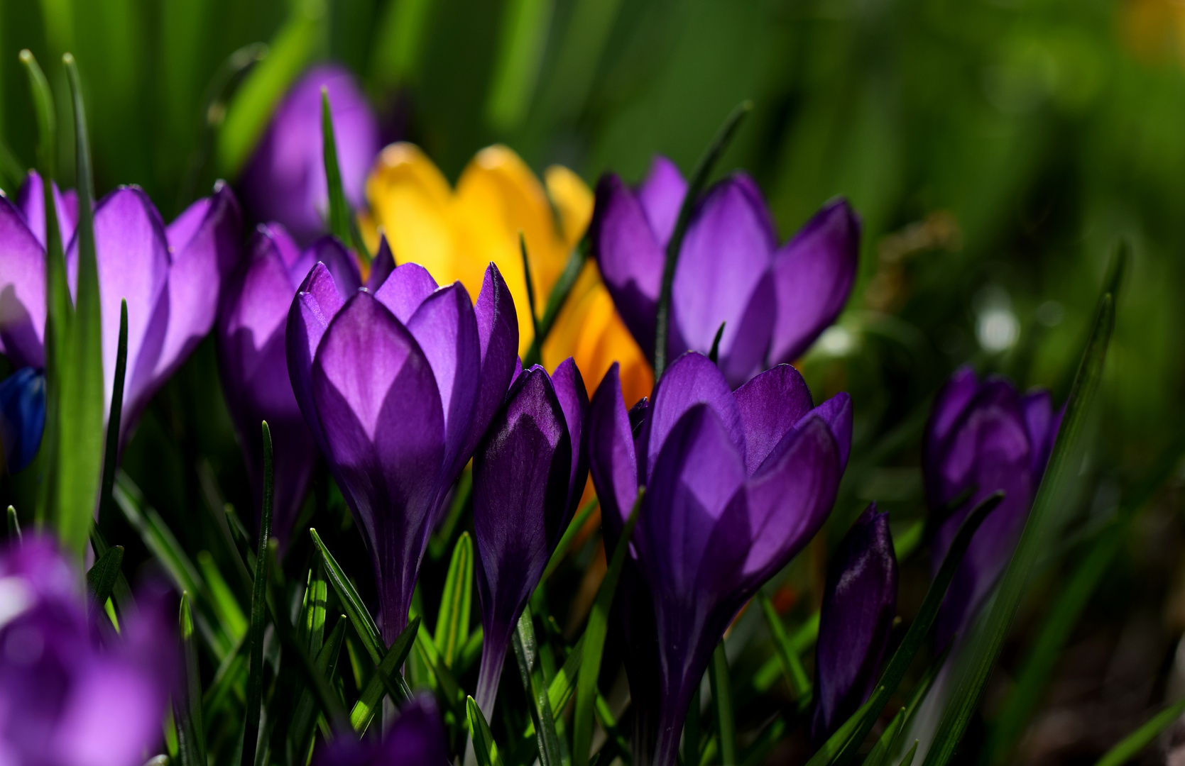 Frühlingsgruß aus Omas Garten