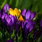 Frühlingsgruß aus Omas Garten