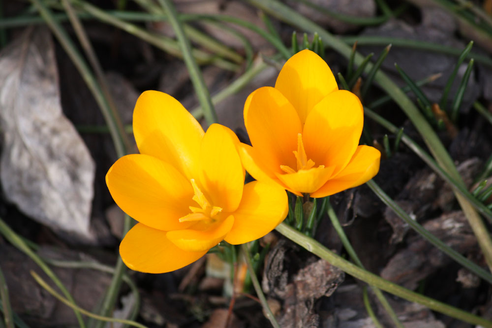 Frühlingsgruß aus Thüringen