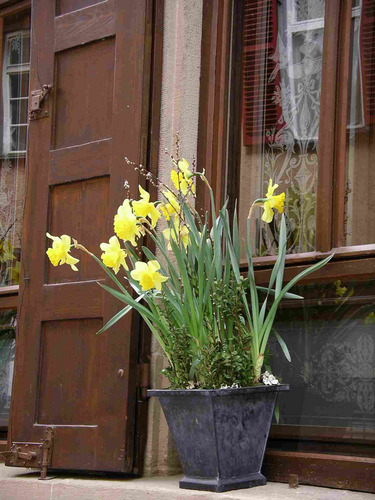 Frühlingsgruß aus Tübingen