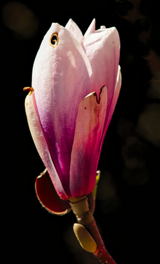 Frühlingsgruß aus unserem Garten