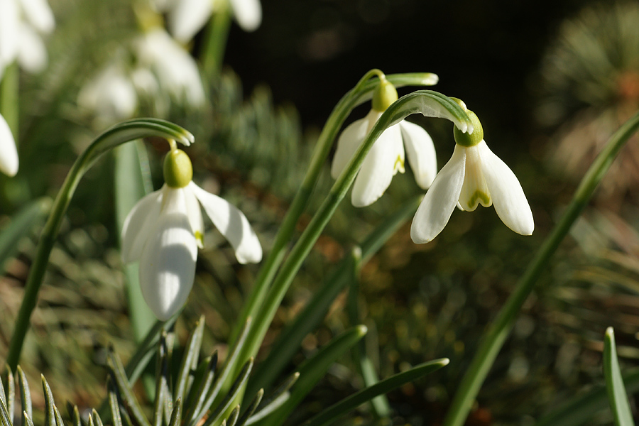 Frühlingsgruß