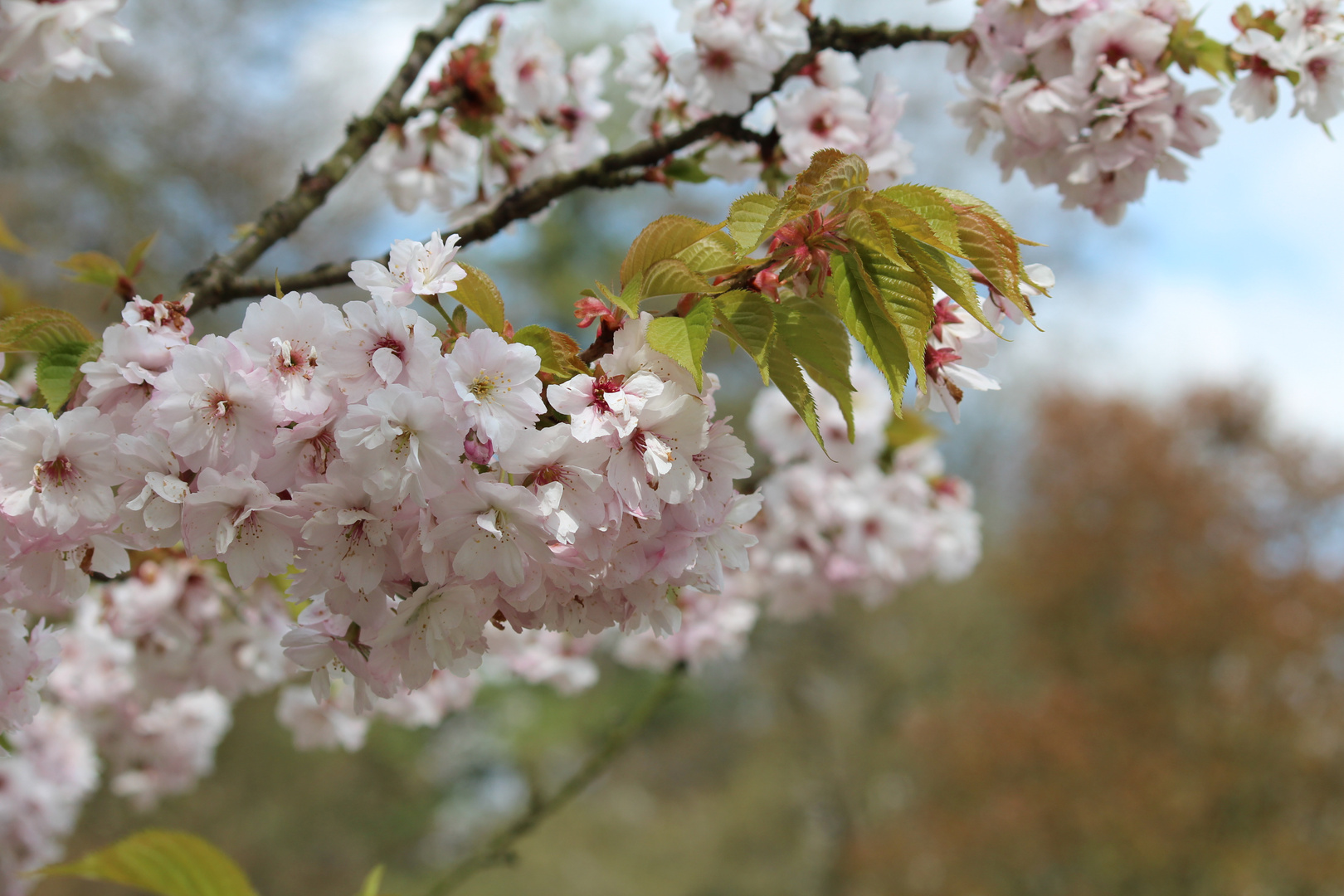 Frühlingsgruss