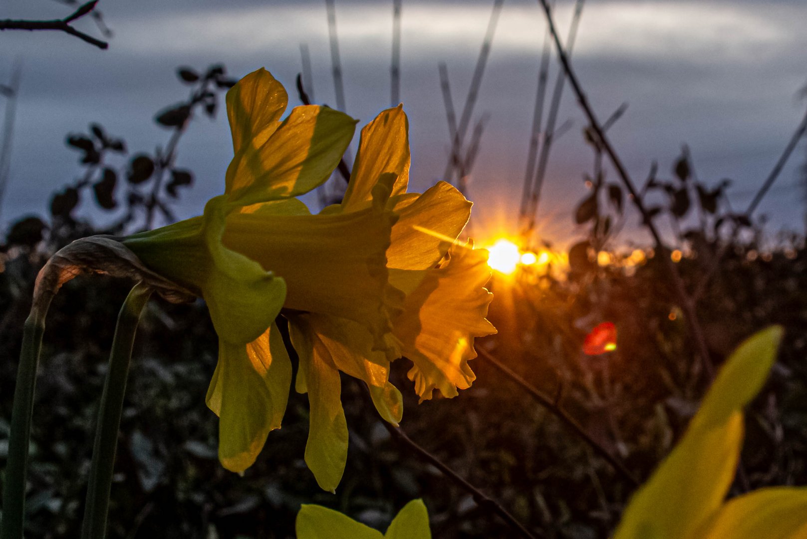 Frühlingsgruß