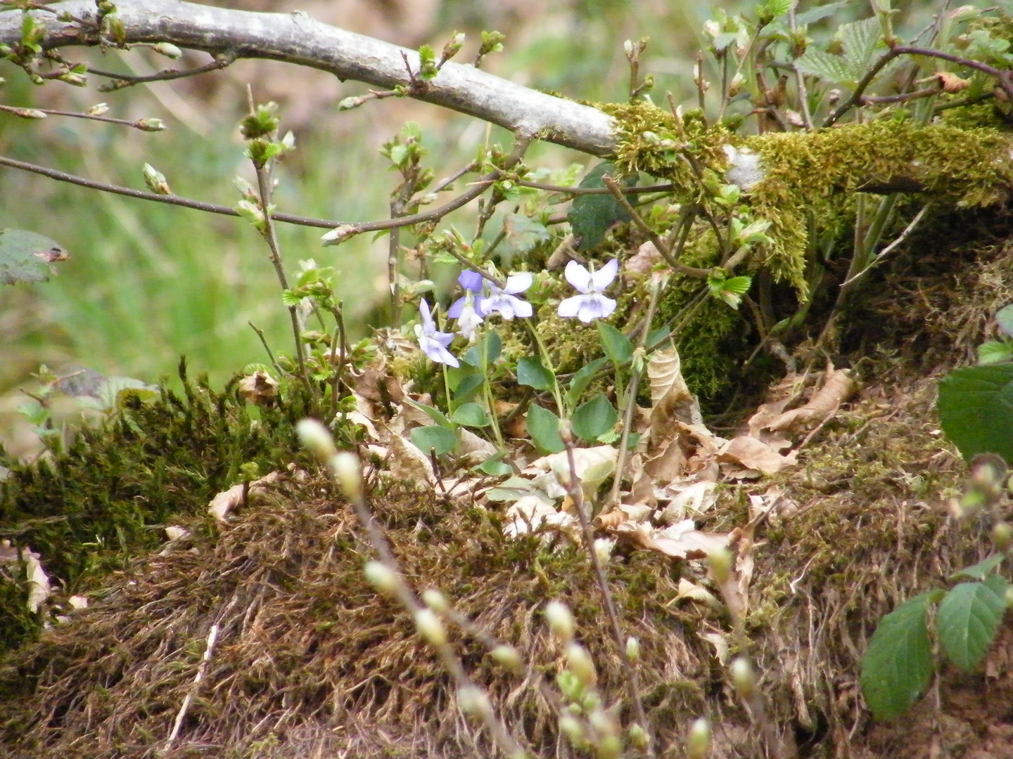 Frühlingsgruß