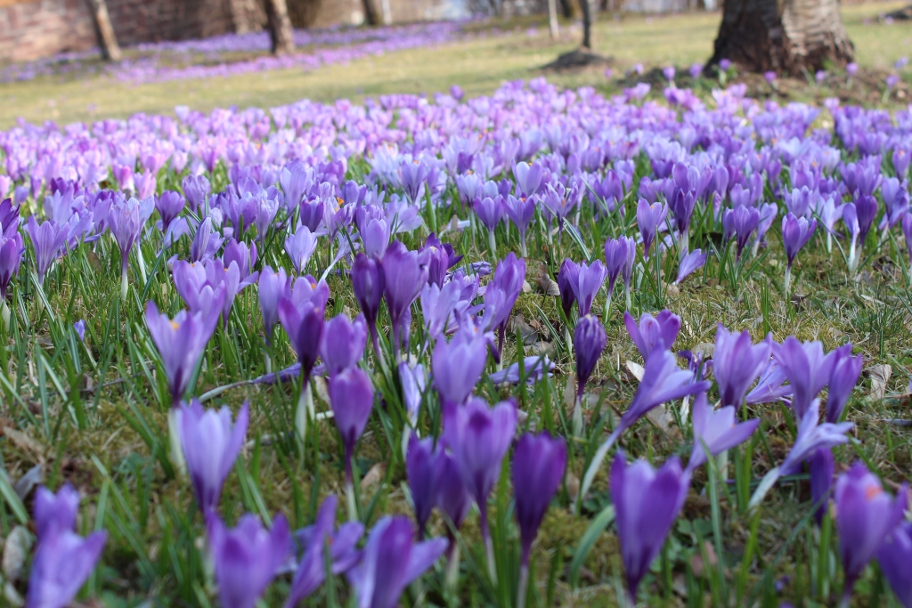 Frühlingsgruß