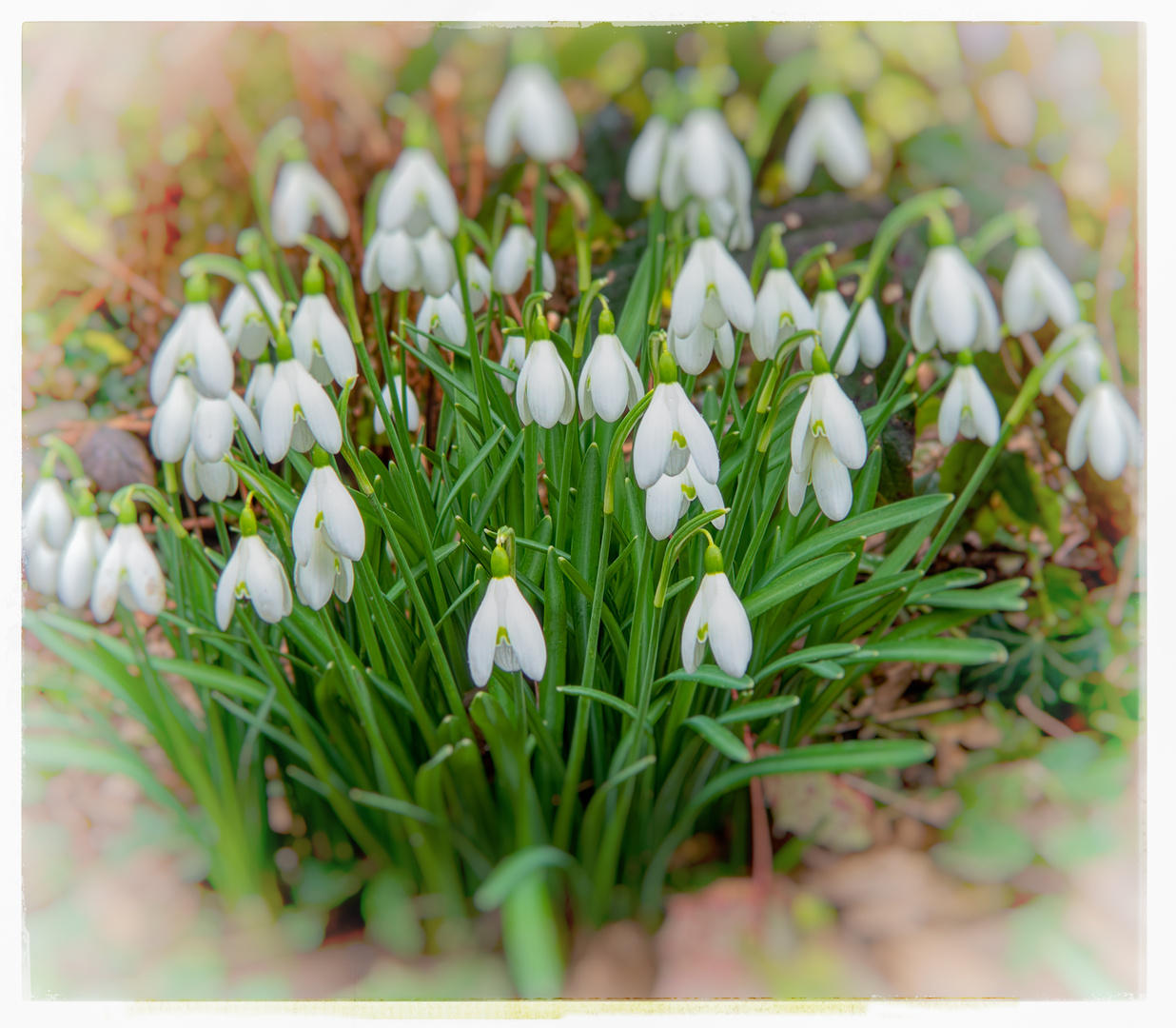 Frühlingsgruß