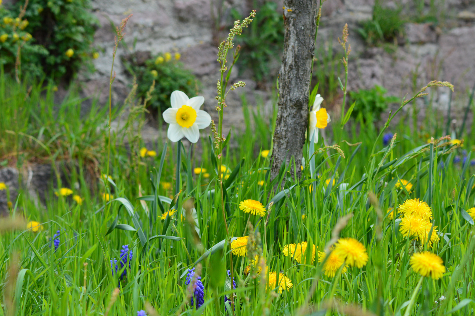 Frühlingsgruß