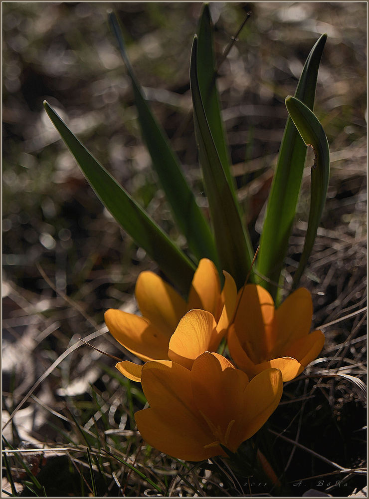 Frühlingsgruß