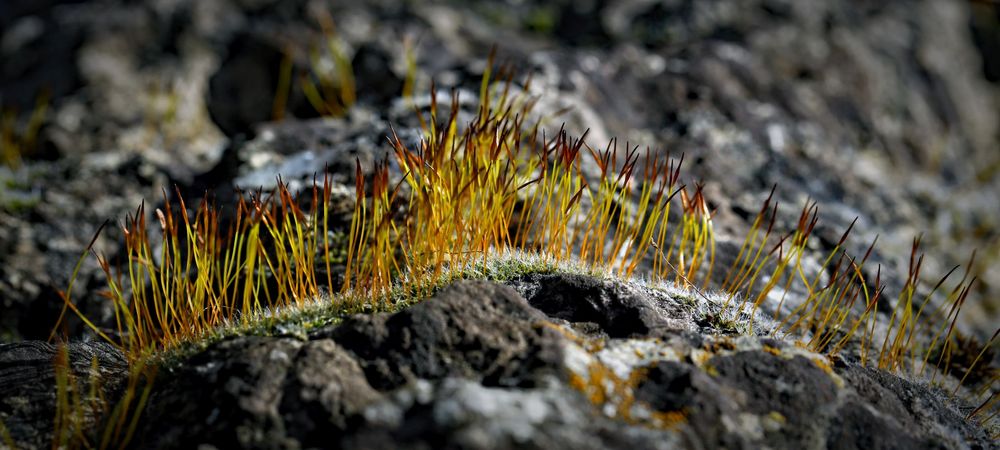 Frühlingsgruss en miniature