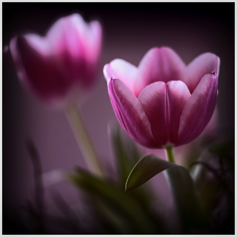 Frühlingsgruß etwas anders... Foto &amp; Bild | fotos, makro, tulpen Bilder ...