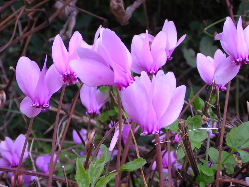 Frühlingsgruss im Herbst