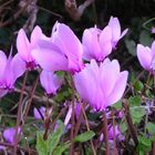 Frühlingsgruss im Herbst