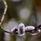 Frühlingsgruß im nasskalten Hamburg