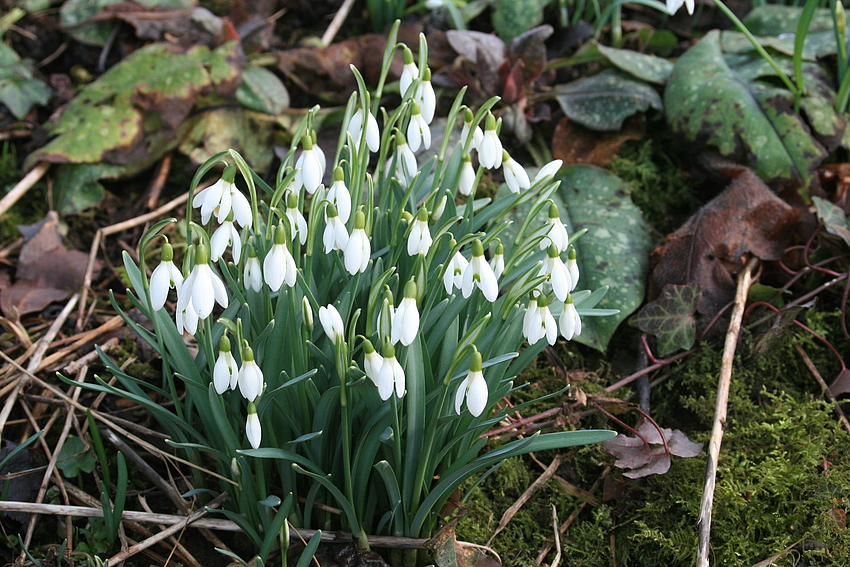 Frühlingsgruß mit Schneeglöckchen