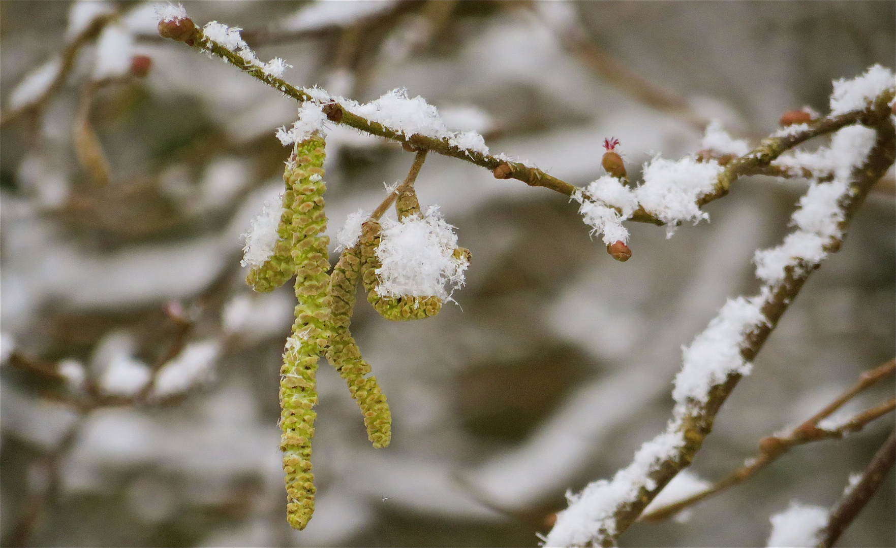 ... Frühlingsgruß mit Schneehäubchen !!!...