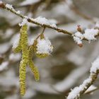 ... Frühlingsgruß mit Schneehäubchen !!!...