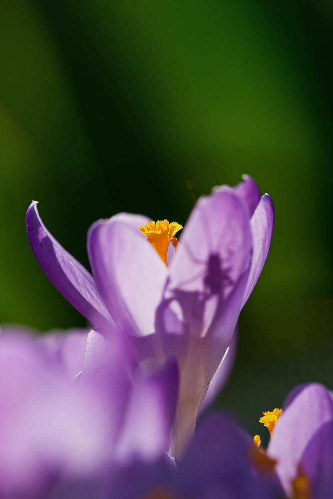 Frühlingsgruss mit Versteckspiel