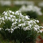 Frühlingsgruß Vom Bodensee