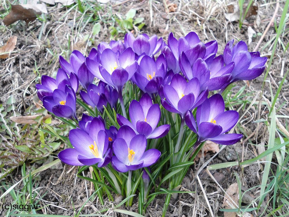 Frühlingsgruß vor dem erneuten Wintereinbruch....