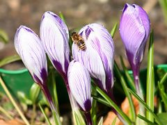 Frühlingsgruß zu Ostern