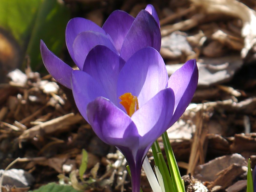 Frühlingsgruß zum Sonntag