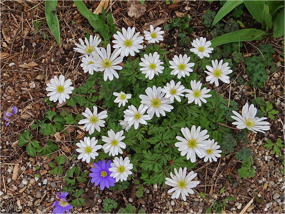 Frühlingsgruß zum Sonntag