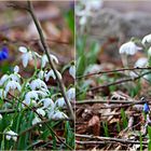 Frühlingsgruß zum Wochenende