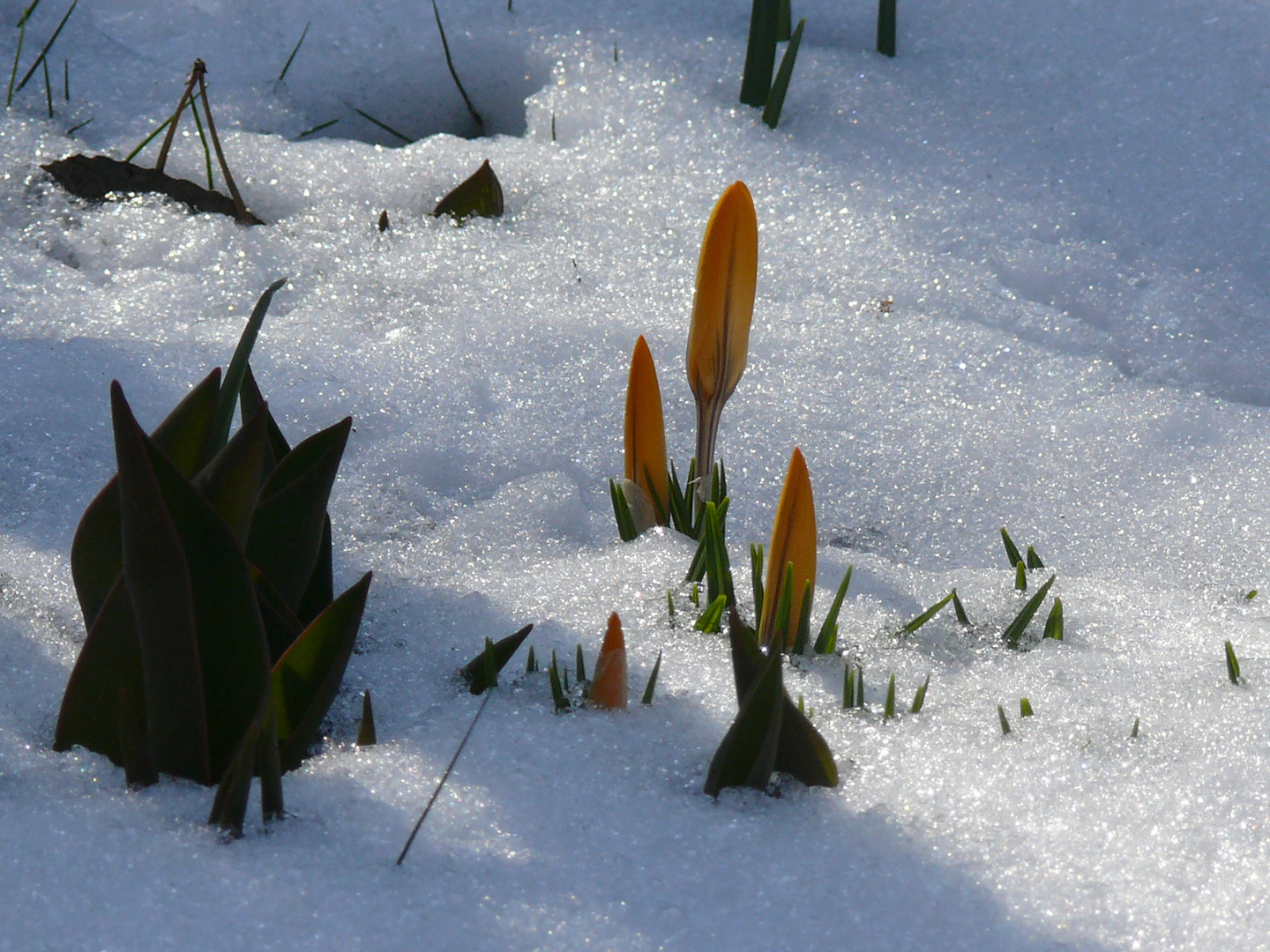 Frühlingsgruß zum Wochenende