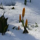 Frühlingsgruß zum Wochenende