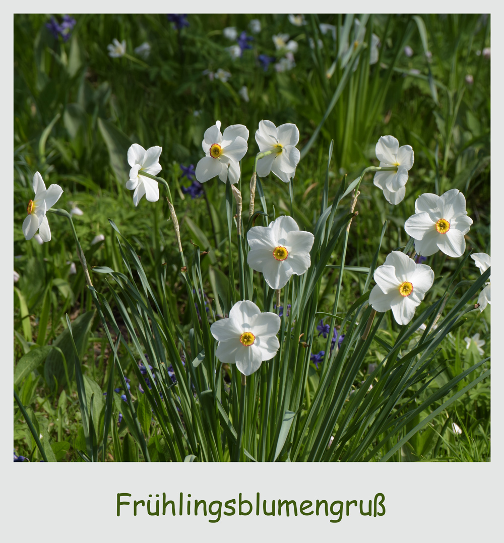 Frühlingsgruß zum Wochenende