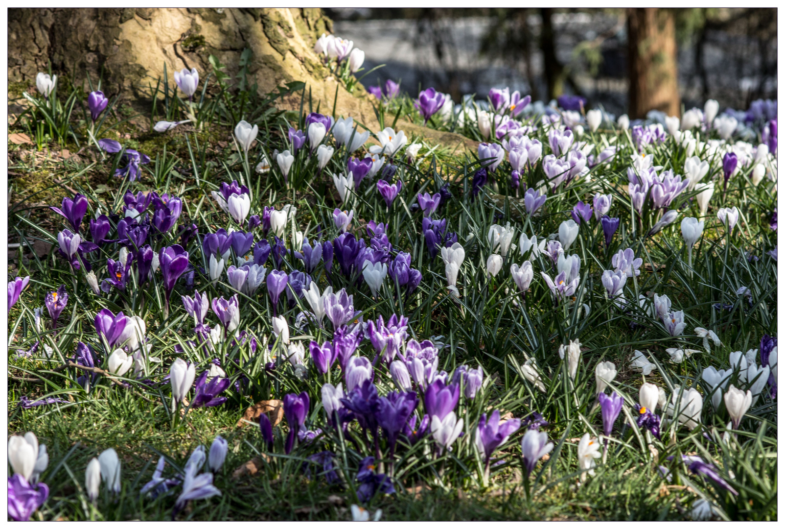 Frühlingsgruß zum Wochenende