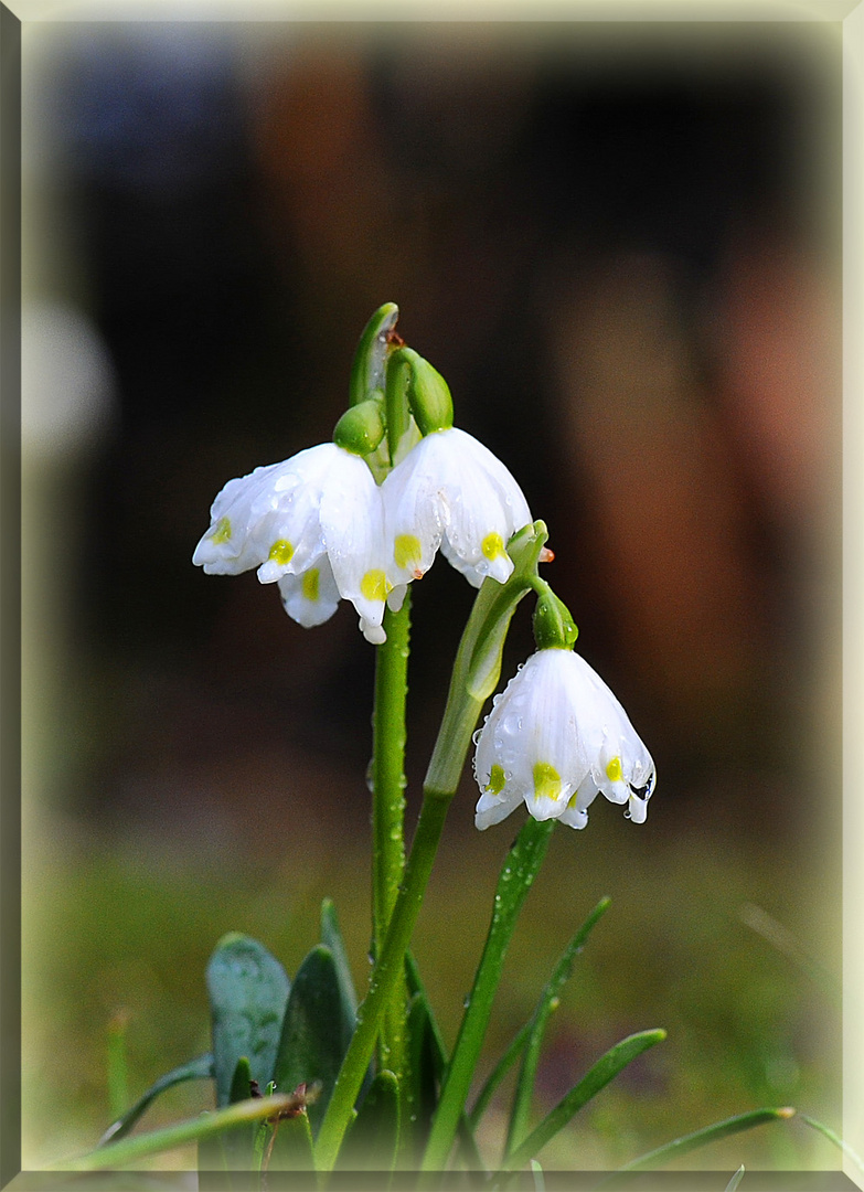 Frühlingsgrusss