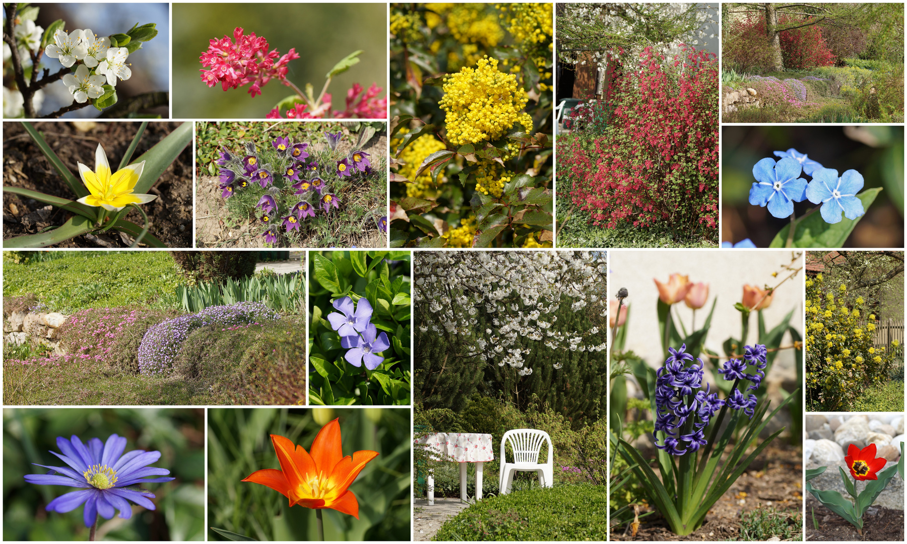 Frühlingsguß aus meinem Garten