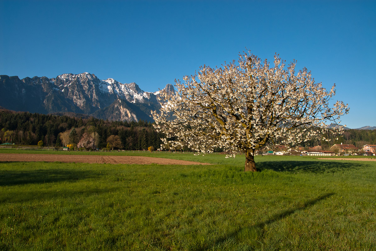 Frühlingshaft