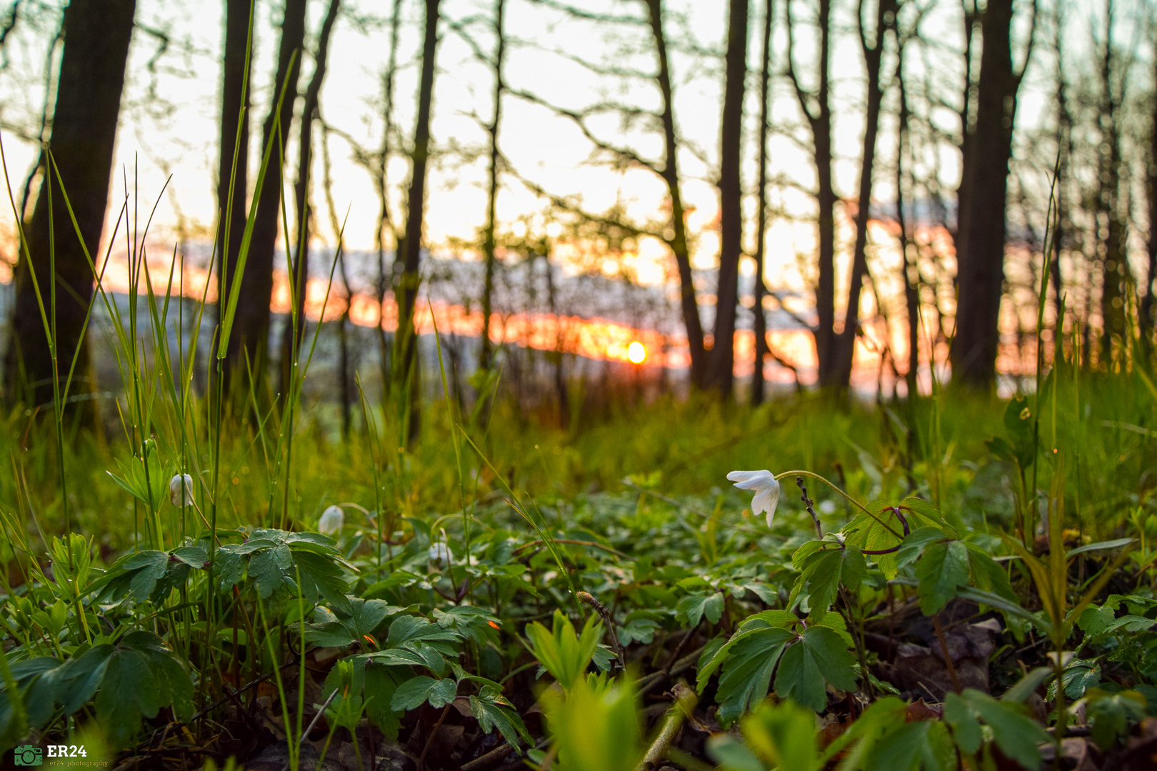 Frühlingshaft er wald