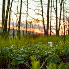 Frühlingshaft er wald