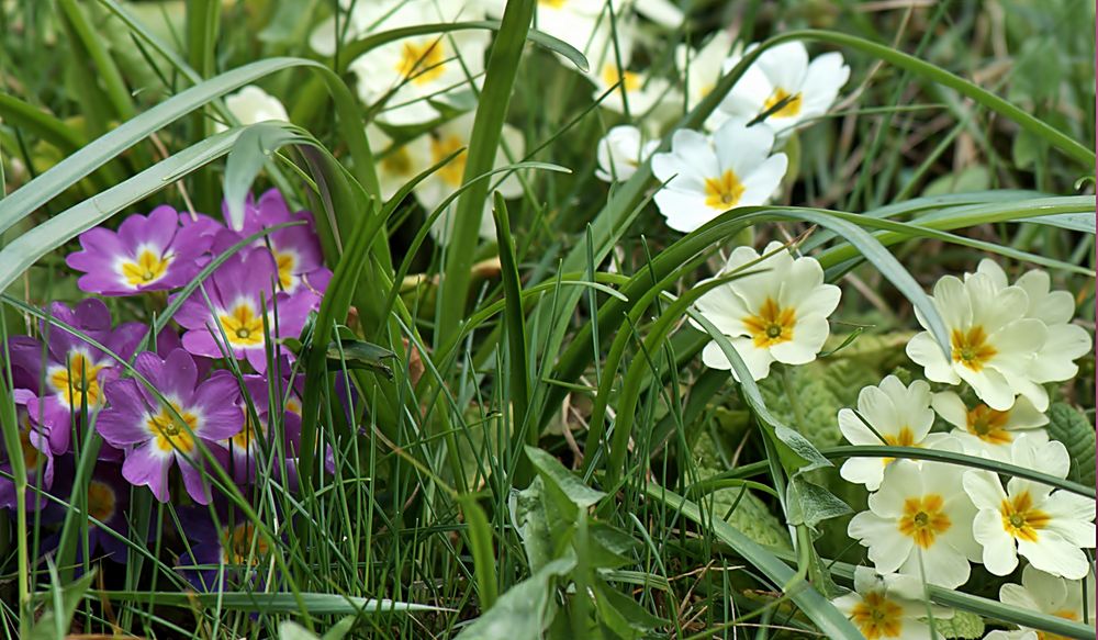 ~~~ frühlingshafte 18 Grad ~~~