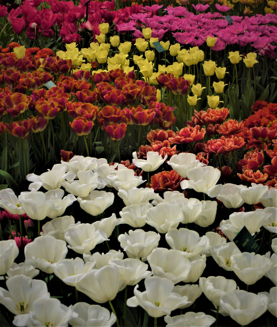 Frühlingshafte Blumenpracht in der Krise - Tulpenzucht im Keukenhof