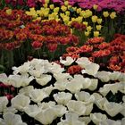 Frühlingshafte Blumenpracht in der Krise - Tulpenzucht im Keukenhof