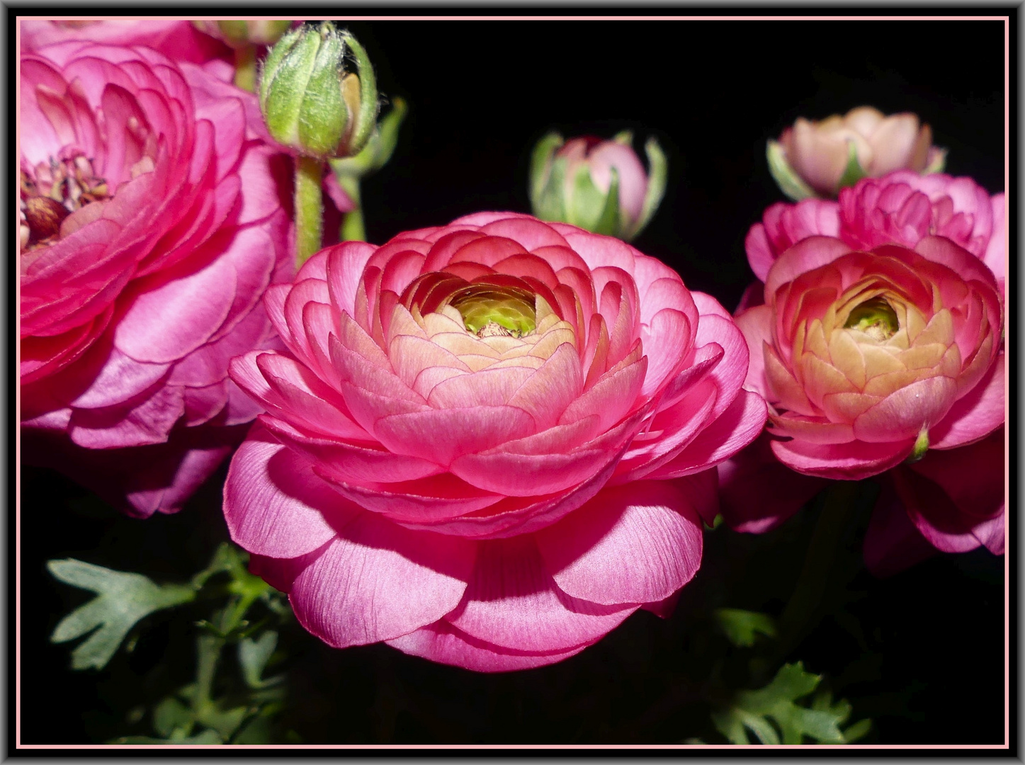 Frühlingshafte Ranunkeln am Blumenmittwoch