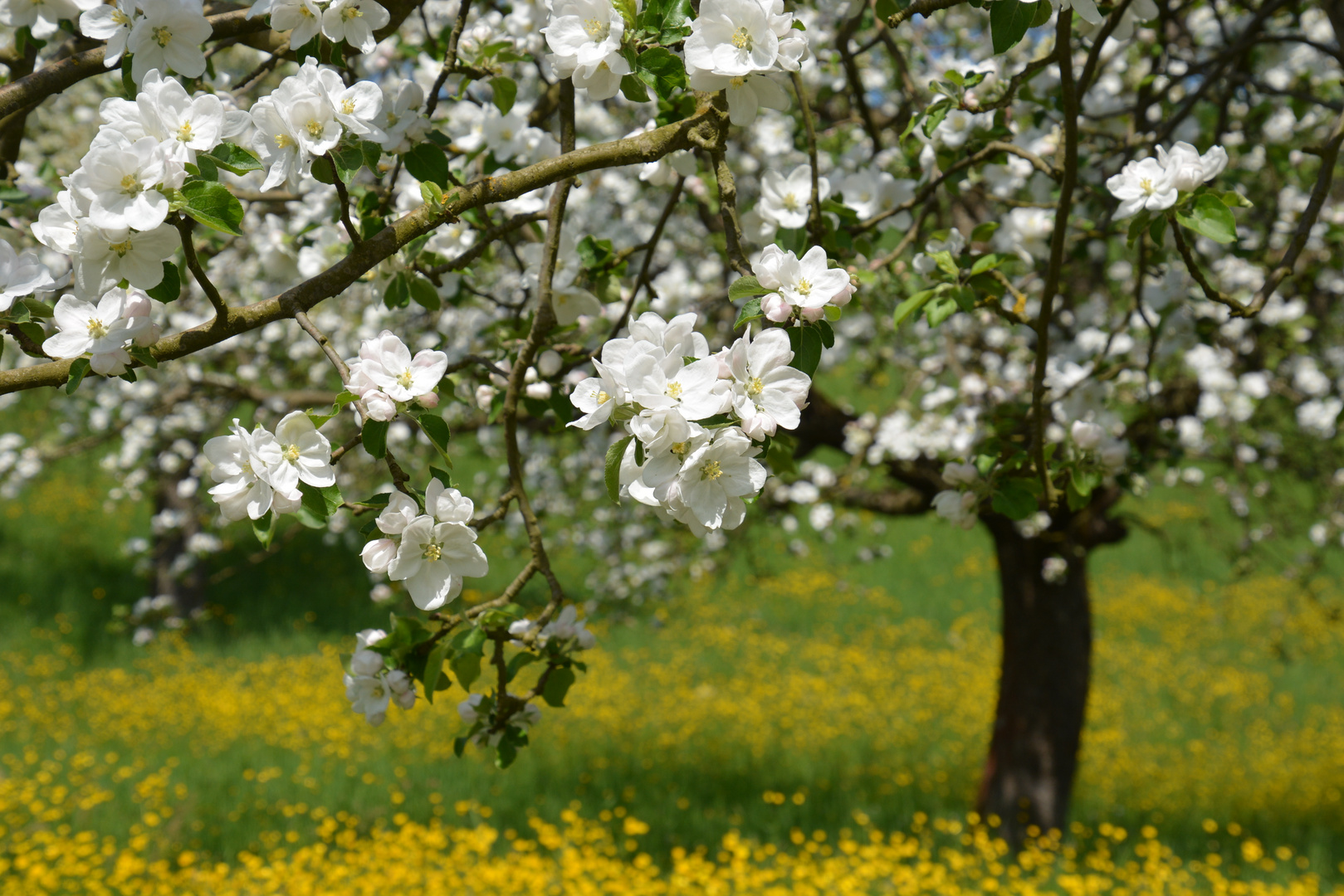 frühlingshafter Durchblick