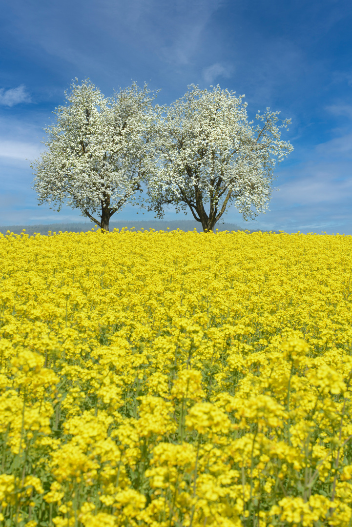 frühlingshafter Durchblick