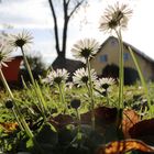 Frühlingshafter Herbsttag