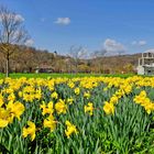 Frühlingshafter Hofwiesenpark Gera