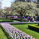 Frühlingshafter Keukenhof