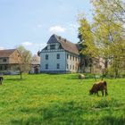  frühlingshafter Klosterpark Altzella