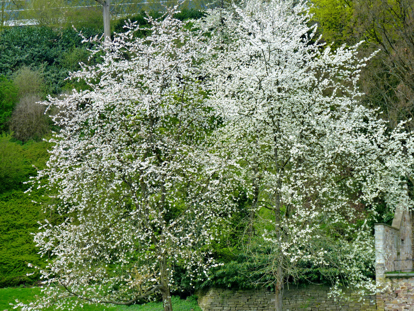 Frühlingshafter Schnee