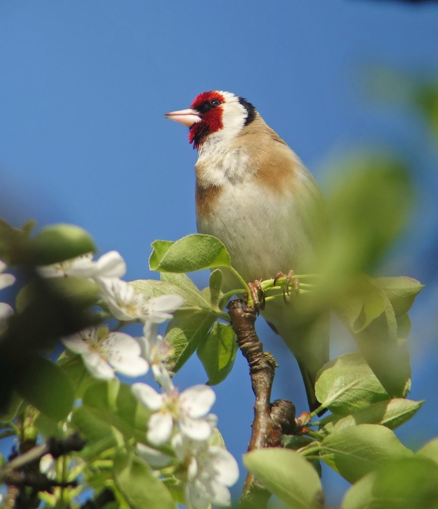 Frühlingshafter Stieglitz